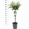 ohgreen Struiken|Ecocheques|Stamroos Rosa 'White Meilove'