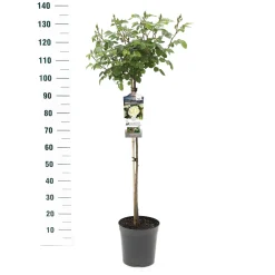 ohgreen Struiken|Ecocheques|Stamroos Rosa 'Wildberry'