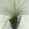 ohgreen Vaste Planten|Ecocheques|Stipa tenuissima Ponytails