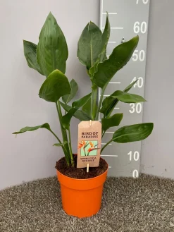 ohgreen Groene Planten|Ecocheques|Strelitzia nicolai