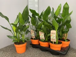 ohgreen Groene Planten|Ecocheques|Strelitzia nicolai