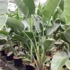 ohgreen Groene Planten|Ecocheques|Strelitzia nicolai