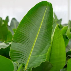 ohgreen Groene Planten|Ecocheques|Strelitzia Nicolai p24