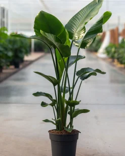 ohgreen Groene Planten|Ecocheques|Strelitzia Nicolai p24