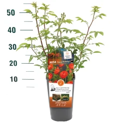 ohgreen Struiken|Ecocheques|Struikroos Rosa 'Our Last Summer'