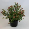 ohgreen Struiken|Ecocheques|Symphoricarpos Magical Galaxy
