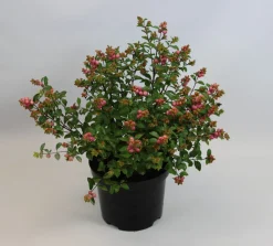 ohgreen Struiken|Ecocheques|Symphoricarpos Magical Galaxy