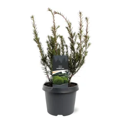 ohgreen Struiken|Ecocheques|Taxus media Groenland