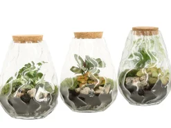ohgreen Composities En Terrariums|Ecocheques|Terrarium arrangement