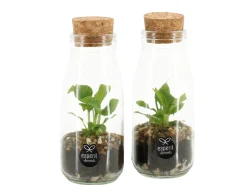 ohgreen Composities En Terrariums|Ecocheques|Terrarium arrangement