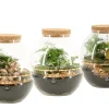 ohgreen Composities En Terrariums|Ecocheques|Terrarium arrangement