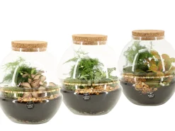 ohgreen Composities En Terrariums|Ecocheques|Terrarium arrangement