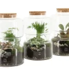 ohgreen Composities En Terrariums|Ecocheques|Terrarium arrangement