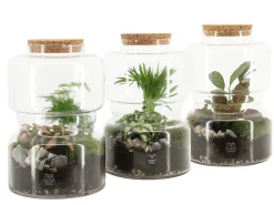 ohgreen Composities En Terrariums|Ecocheques|Terrarium arrangement