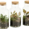 ohgreen Composities En Terrariums|Ecocheques|Terrarium arrangement