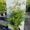 ohgreen Struiken|Ecocheques|Thuja occidentalis Brabant ( Levensboom )