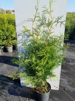 ohgreen Struiken|Ecocheques|Thuja occidentalis Brabant ( Levensboom )