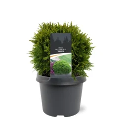 ohgreen Struiken|Ecocheques|Thuja occidentalis 'Danica'
