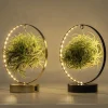 ohgreen Composities En Terrariums|Ecocheques|Tillandsia led edition