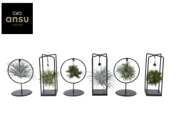 ohgreen Groene Planten|Ecocheques|Tillandsia mix s