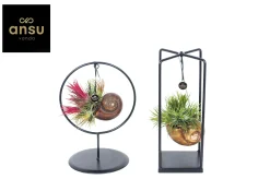 ohgreen Groene Planten|Ecocheques|Tillandsia Shelly mix (luchtplantje)