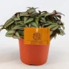 ohgreen Groene Planten|Ecocheques|Tradescantia zebrina Compacta