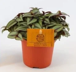 ohgreen Groene Planten|Ecocheques|Tradescantia zebrina Compacta