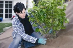 ohgreen Worteldoek|Maak Je Tuin Lenteklaar|Tuindoek gold 1,15x10m 125g/m²