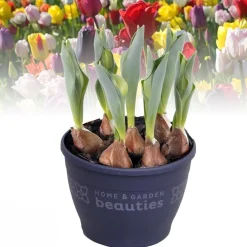ohgreen Voorjaar|Ecocheques|Tulipa gemengd