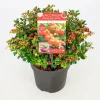 ohgreen Struiken|Ecocheques|Vaccinium vitis idaea ' red candy' - rode bosbes, vossenbes, hondsbes