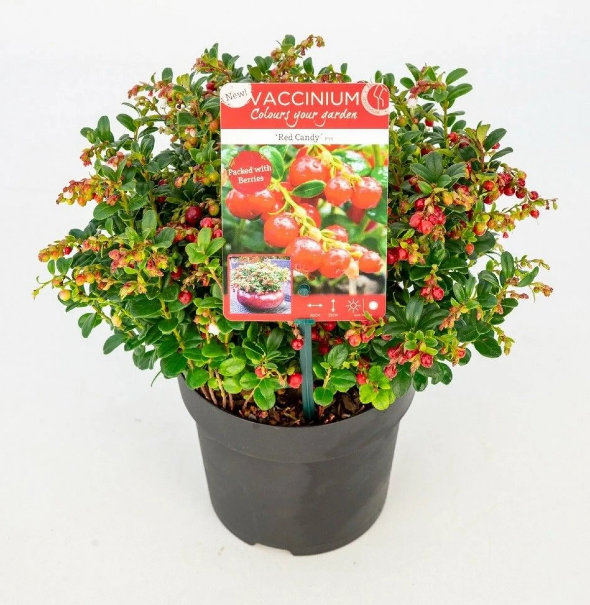 ohgreen Struiken|Ecocheques|Vaccinium vitis idaea ' red candy' - rode bosbes, vossenbes, hondsbes
