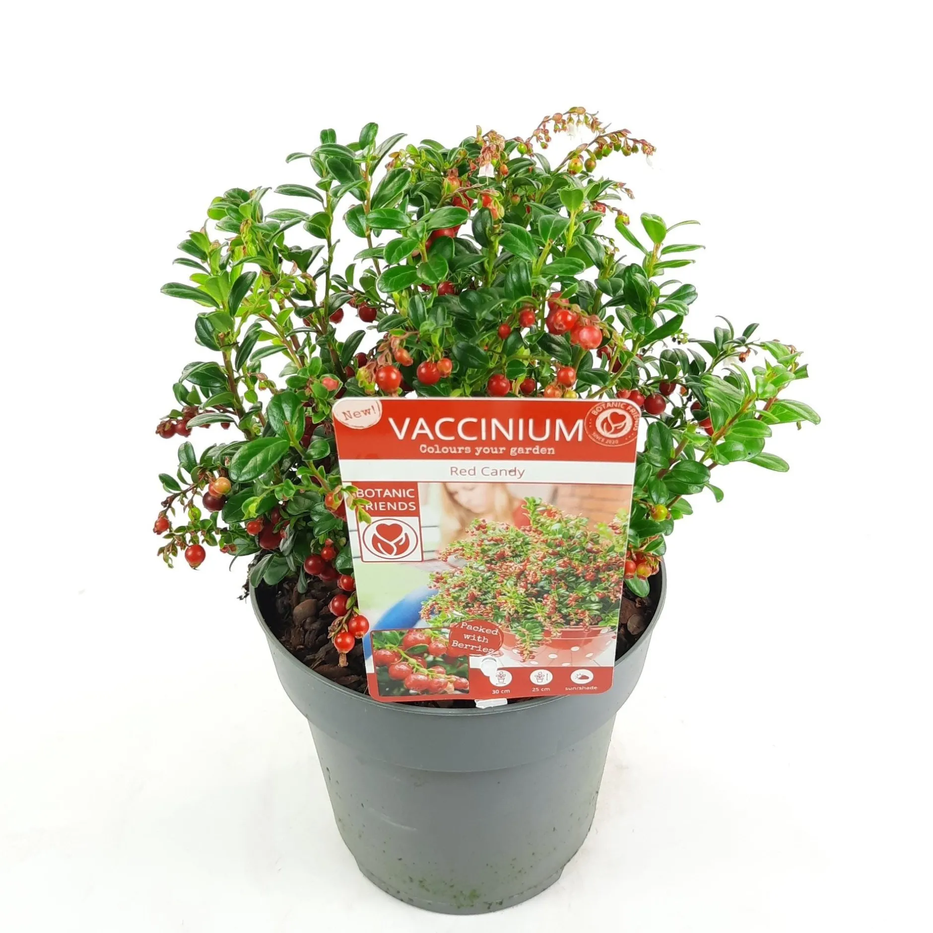 ohgreen Struiken|Ecocheques|Vaccinium vitis idaea ' red candy' - rode bosbes, vossenbes, hondsbes