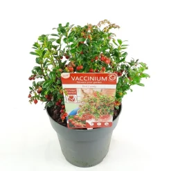 ohgreen Struiken|Ecocheques|Vaccinium vitis idaea ' red candy' - rode bosbes, vossenbes, hondsbes