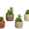 ohgreen Sfeermakers|Vetplant 12cm groen