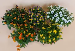 ohgreen Violen|Ecocheques|Viool in schaal