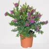 ohgreen Mediterrane Planten|Ecocheques|Vleugeltjesbloem stam p19