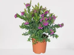 ohgreen Mediterrane Planten|Ecocheques|Vleugeltjesbloem stam p19