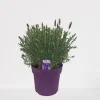 ohgreen Lavendel|Ecocheques|Vlinder lavendel p18