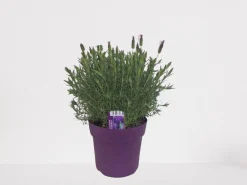 ohgreen Lavendel|Ecocheques|Vlinder lavendel p18