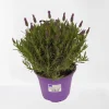 ohgreen Lavendel|Ecocheques|Vlinder lavendel p14
