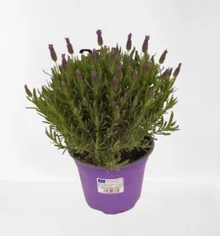 ohgreen Lavendel|Ecocheques|Vlinder lavendel p14