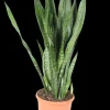 ohgreen Cactus - Succulent - Sanseveria|Ecocheques|Vrouwentongen 'Sanseviera trifasciata "Laurentii"