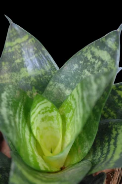 ohgreen Cactus - Succulent - Sanseveria|Ecocheques|Vrouwentongen 'Sanseviera trifasciata "Laurentii"
