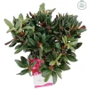 ohgreen Struiken|Ecocheques|Weigela florida Wine & Roses ( Alexandra )