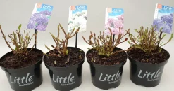 ohgreen Struiken|Ecocheques|Witte hortensia p17