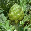 ohgreen Zaden|Ecocheques|Zaden: artichoc imperial star
