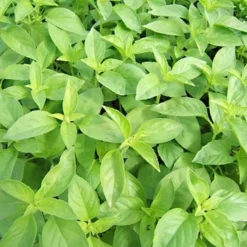 ohgreen Zaden|Ecocheques|Zaden: basilicum citronella