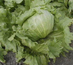 ohgreen Zaden|Ecocheques|Zaden: bataviasla iceberg "saladin"