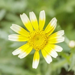 ohgreen Zaden|Ecocheques|Zaden: chrysant eetbaar shungiku