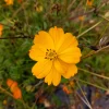 ohgreen Zaden|Ecocheques|Zaden: cosmos oranje